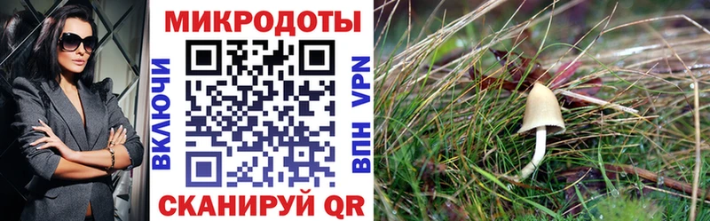 Псилоцибиновые грибы Psilocybe даркнет сайт Ахтырский